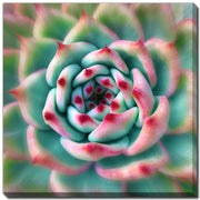 Deep Red Tips Cactus Artwork